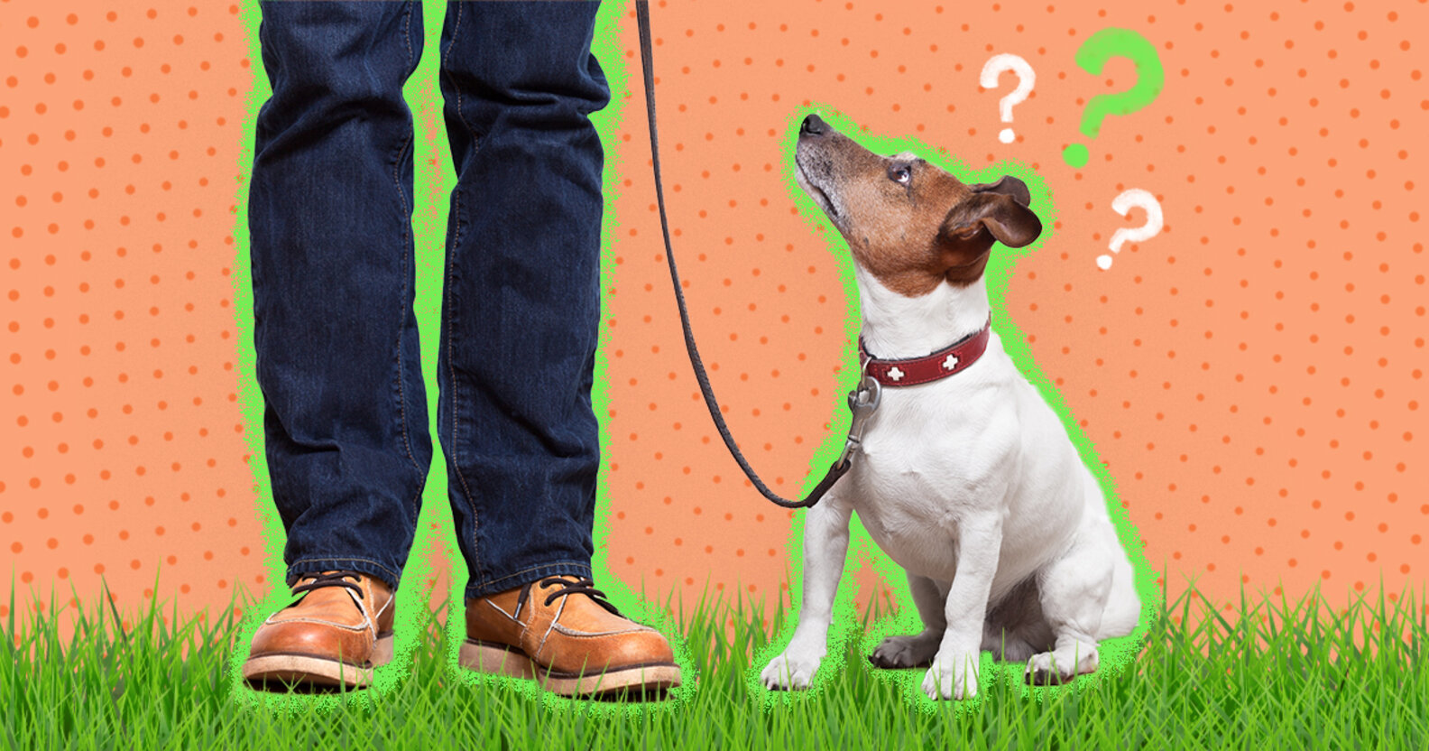 Questions To Ask When Hiring A Dog Walker DodoWell The Dodo