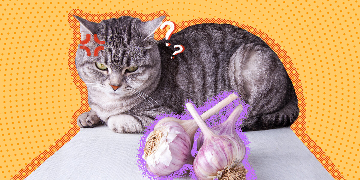 Can Cats Eat Garlic DodoWell The Dodo