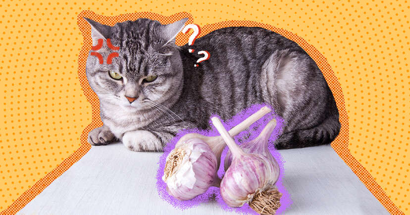 Garlic toxic 2025 to cats