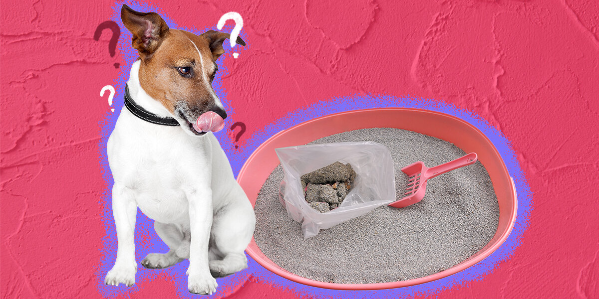 My dog ate clumping cat litter sale