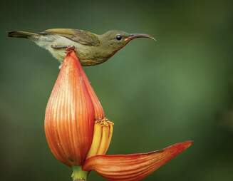 Sunbird crimson roubando néctar de uma flor de bananeira
