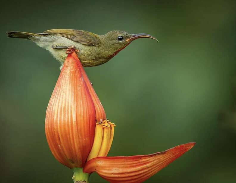 Crimson sunbird stealing nectar from a banana flower