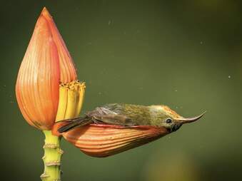 Sunbird usa pétalas de flores como banheira