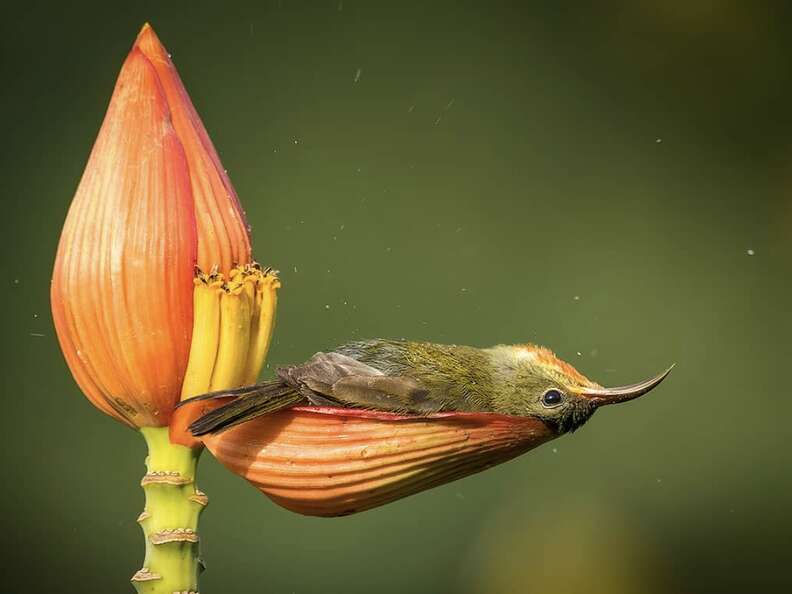 Sunbird uses flower petal as bathtub