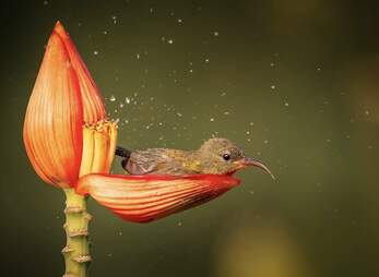 Pássaro tomando banho em uma pétala de flor