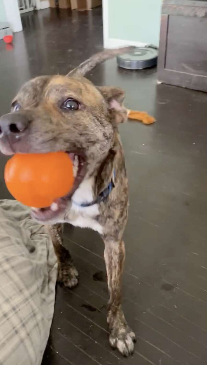 dog plays with ball