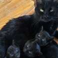 Cat Is So Proud To Show Off Her Kittens To Her Foster Mom