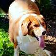 100-Pound Beagle Transforms Into A Slim Athlete