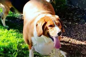 100-Pound Beagle Transforms Into A Slim Athlete