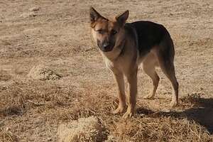 Woman Goes To Desert Every Day To Try To Rescue A German Shepherd