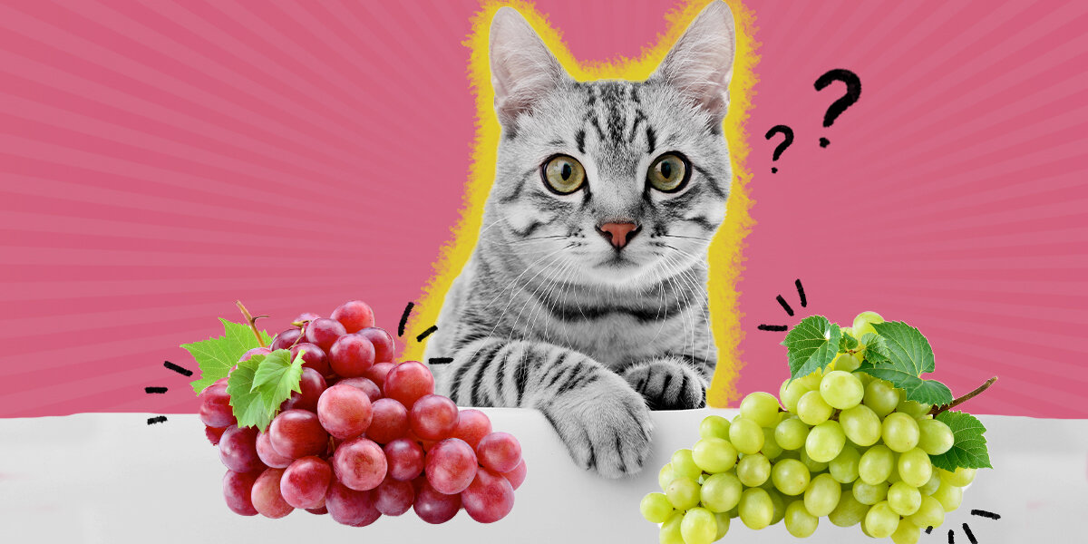 Can cats 2025 eat green grapes