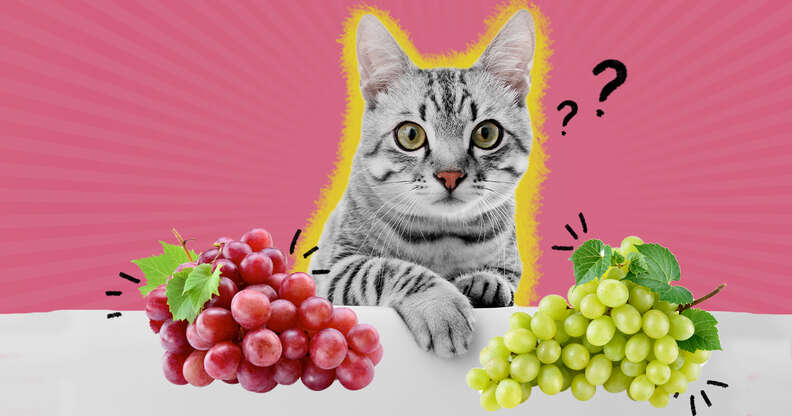 Cats and grapes