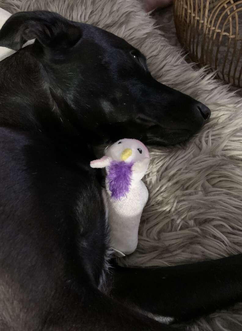 dog loves toy unicorns