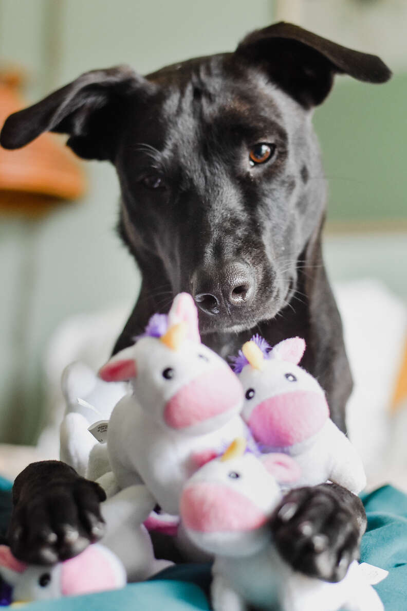dog loves toy unicorns