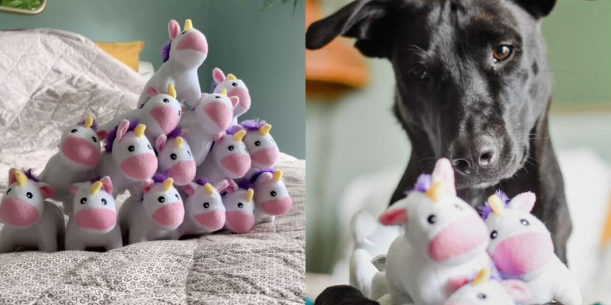 Dog Obsessed With Toy Unicorns Gets The Best Gift Ever The Dodo