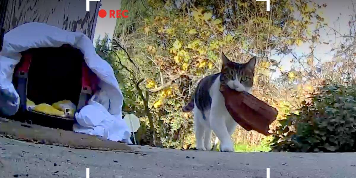 Cat Keeps Stealing Things From The Neighbors Videos The Dodo