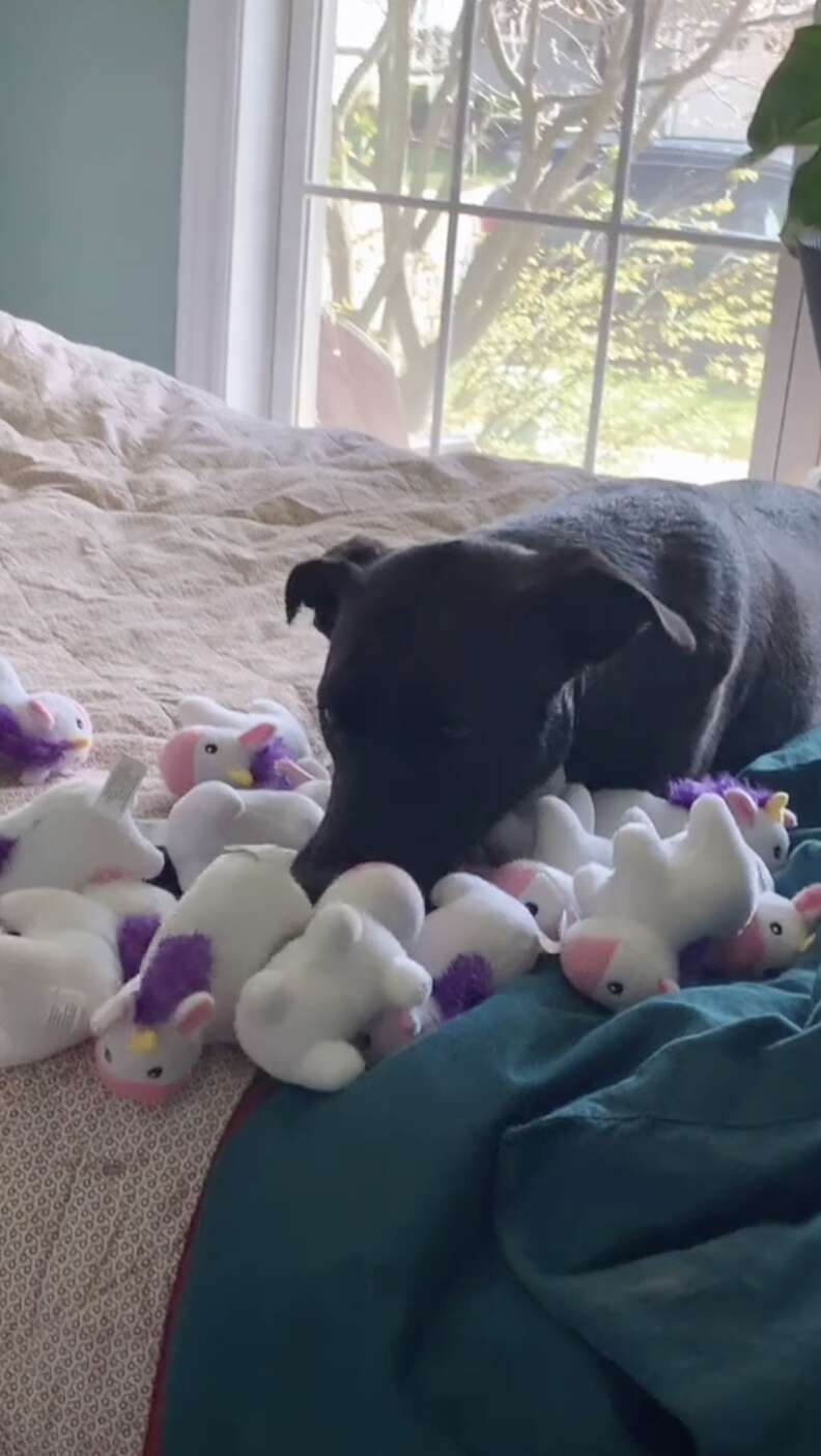 dog loves unicorn toys