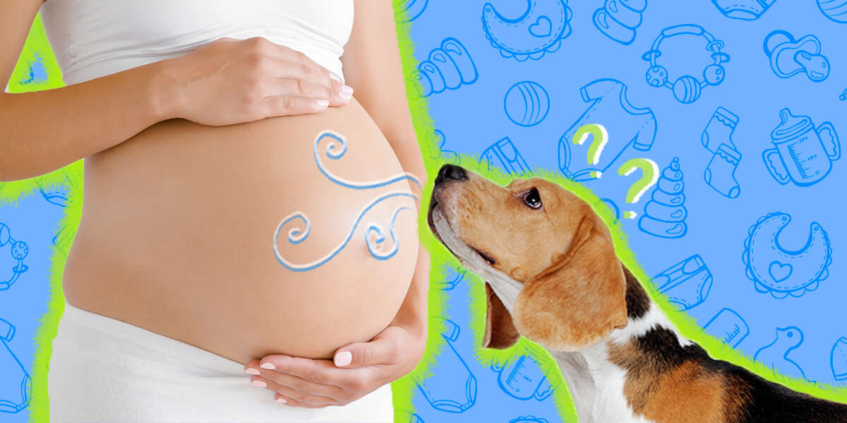 can-dogs-sense-pregnancy-dodowell-the-dodo