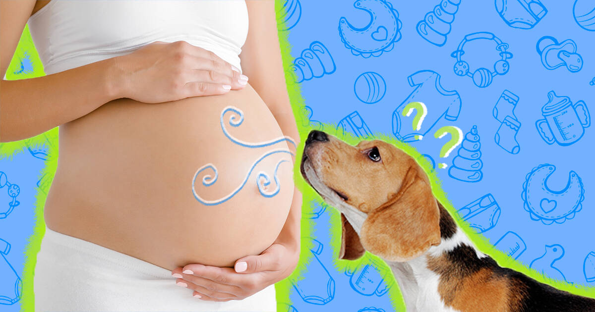 do dogs get clingy when pregnant