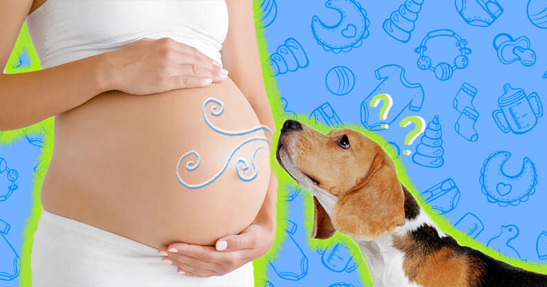 Can a dog get best sale pregnant from a human