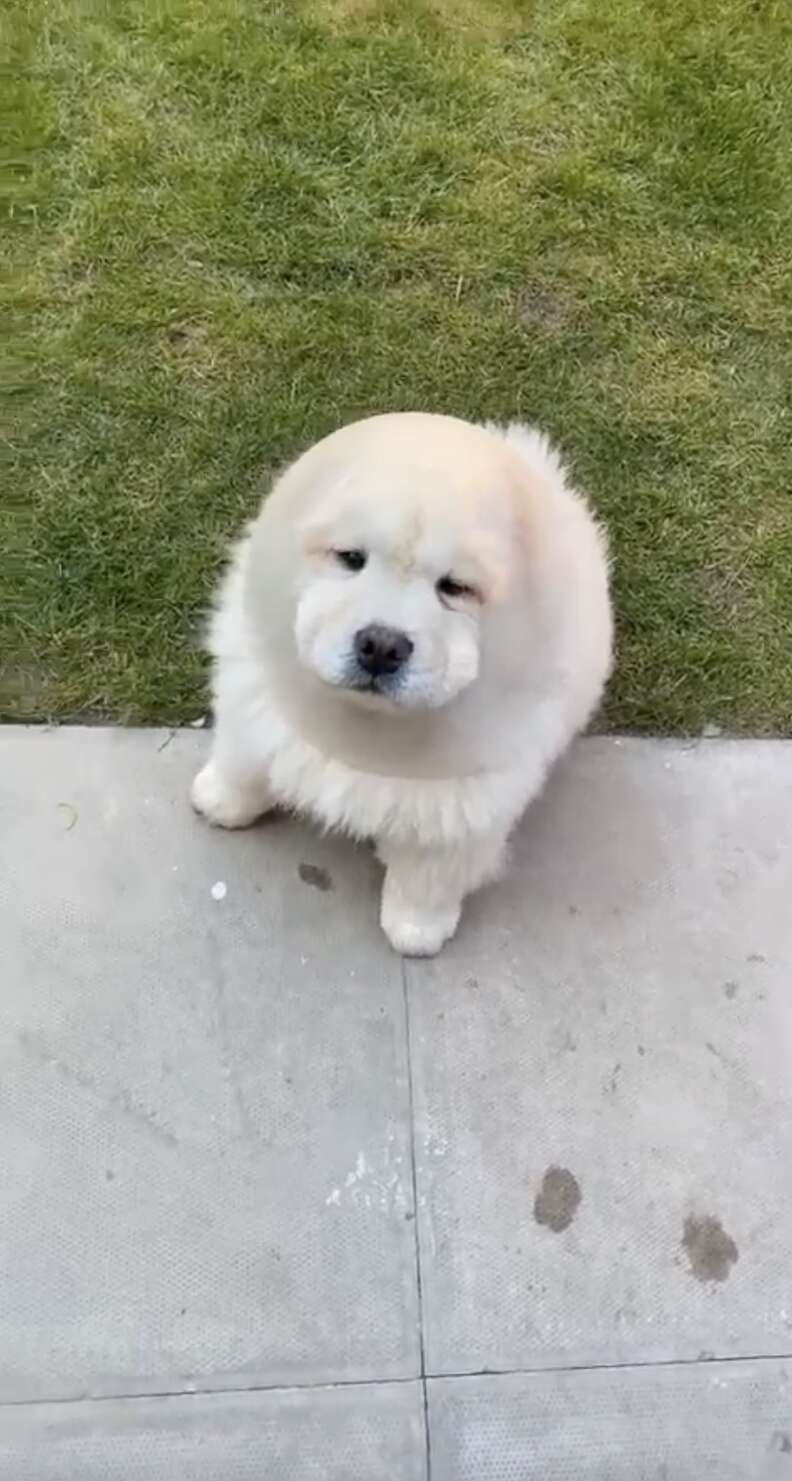 dog gets stuck in cone