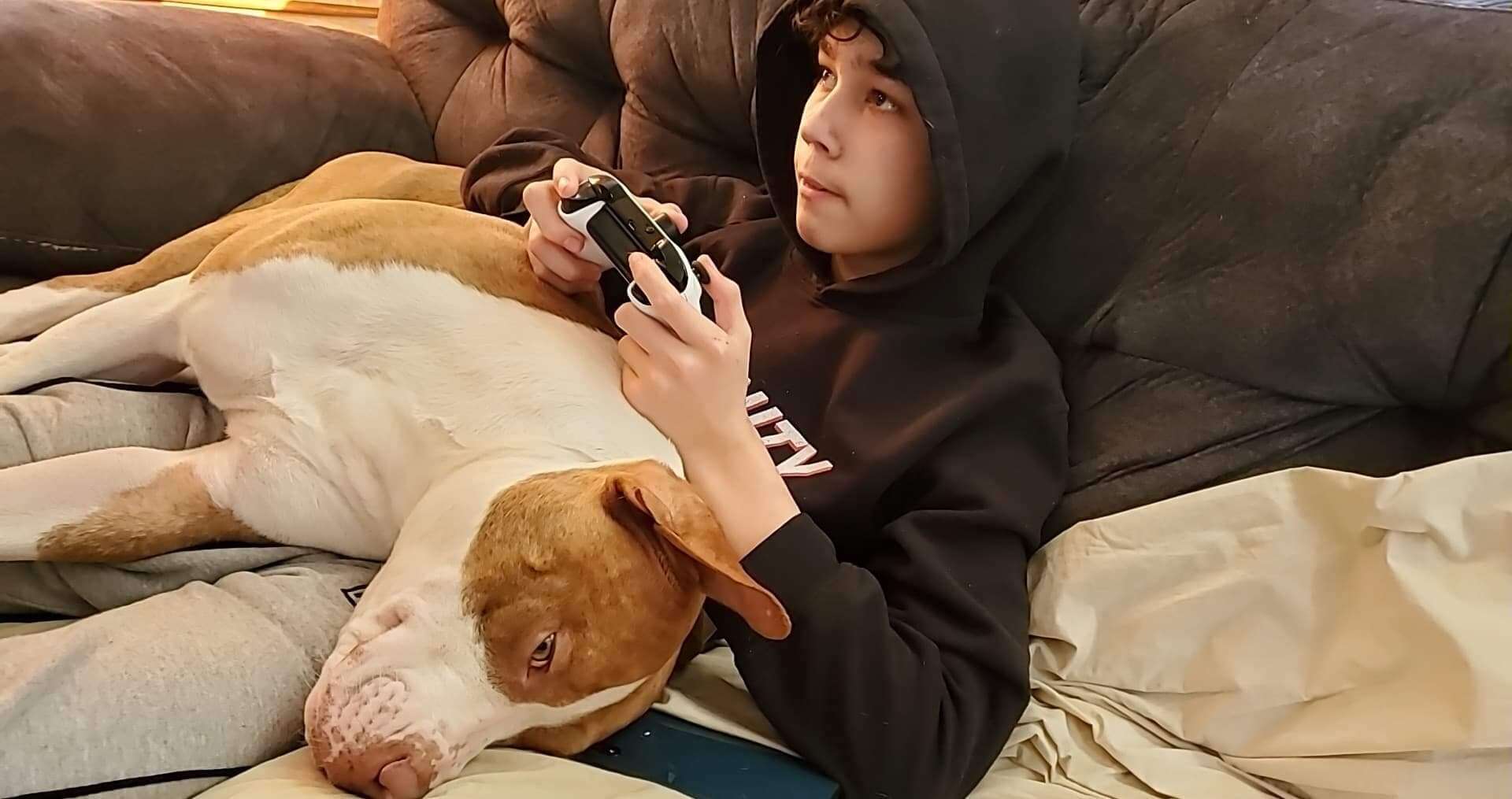 Hero dog alerts family to boy's allergic reaction