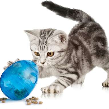 9 Best Cat Food Puzzles Online - DodoWell - The Dodo