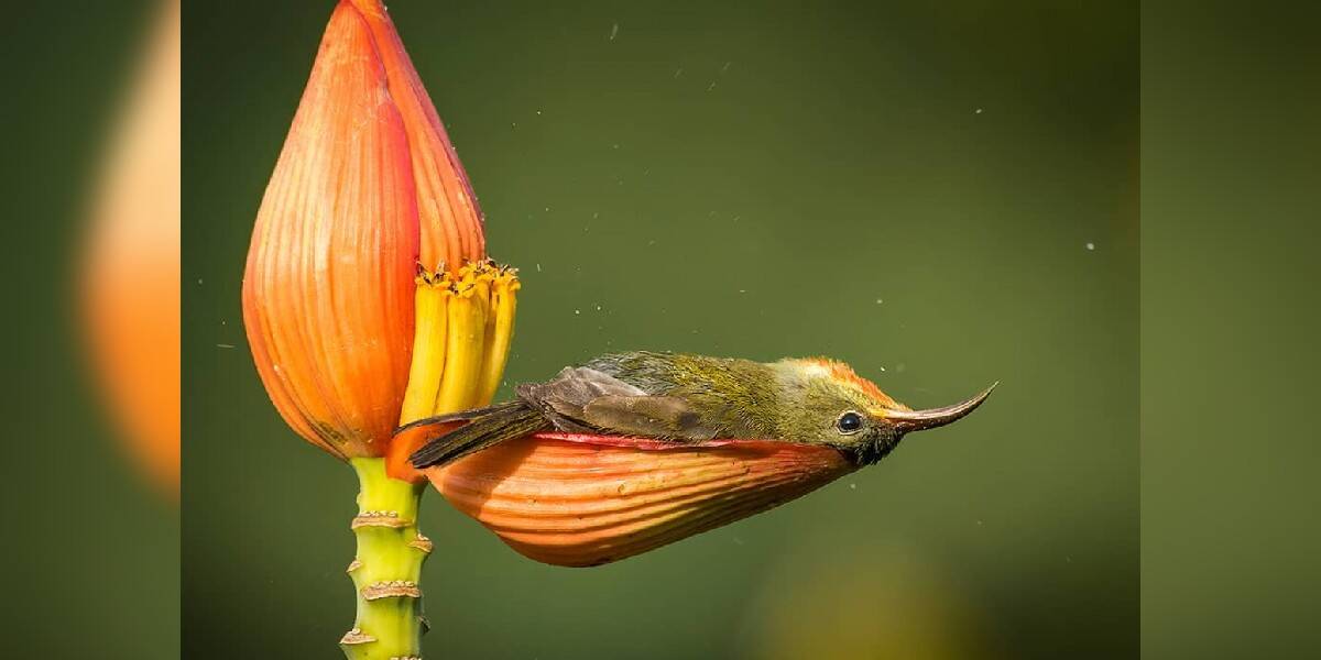 Tiniest Bird Uses A Flower Petal As Her Bathtub - The Dodo