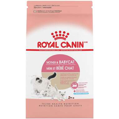 Newborn kitten food
