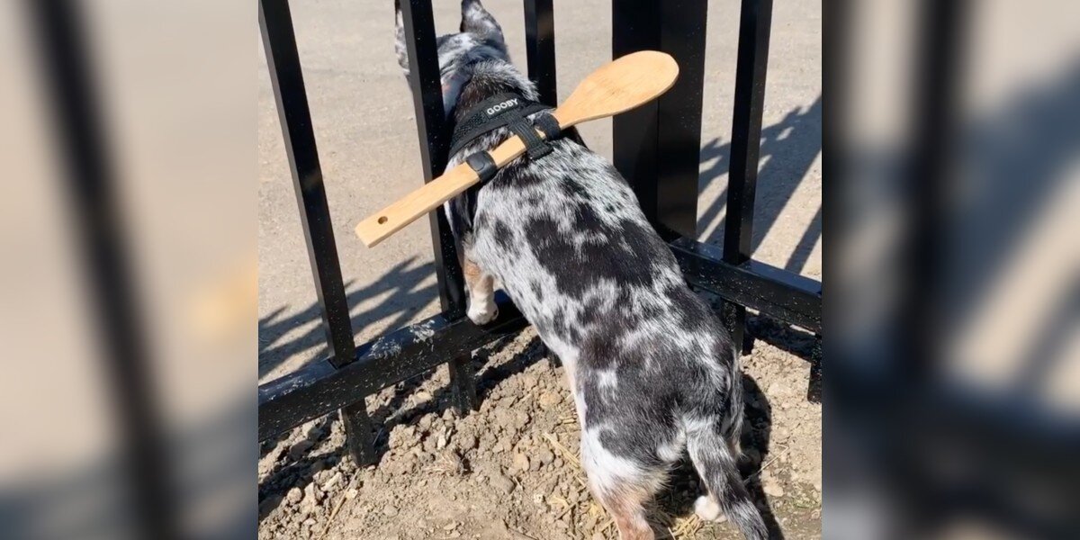 Safe behind store bars dog harness