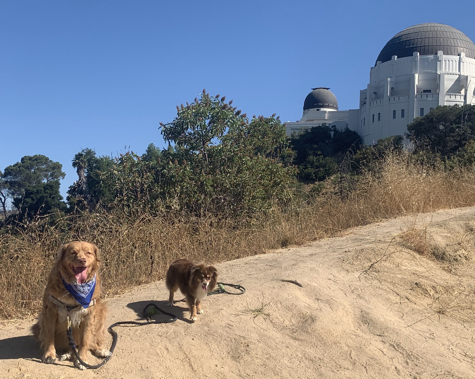 What To Do With Your Dog in Los Angeles Thrillist