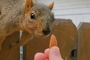 Wild Squirrel Introduces Her Son To Her Favorite Person