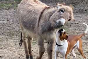 Donkey And Pittie Do Zoomies Together