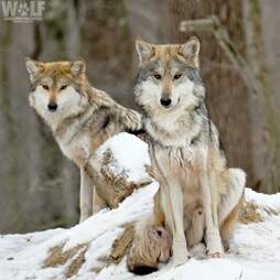 Mexican Gray wolf parents Trumpet and Lighthawk