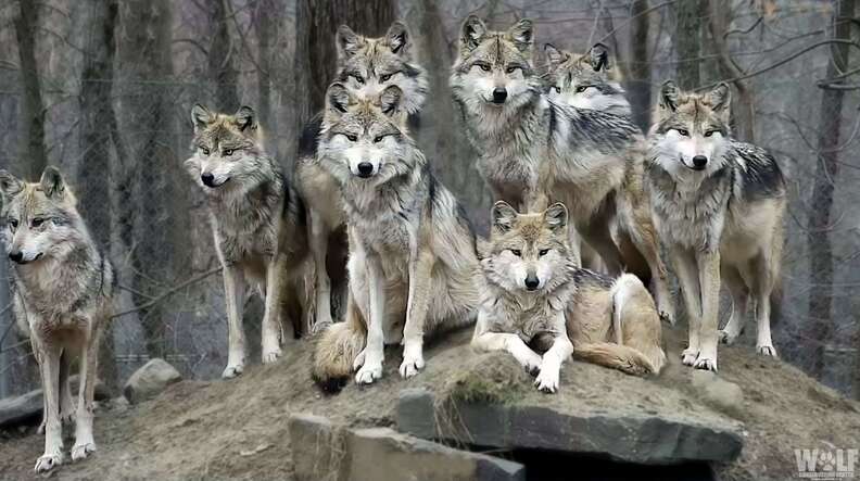 A wolf family portrait