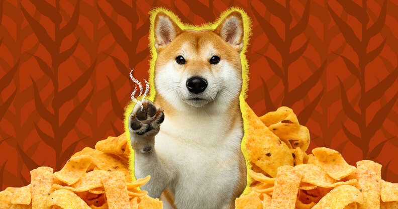 do dog paws smell like fritos