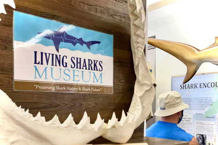 Living Sharks Museum & Research Center