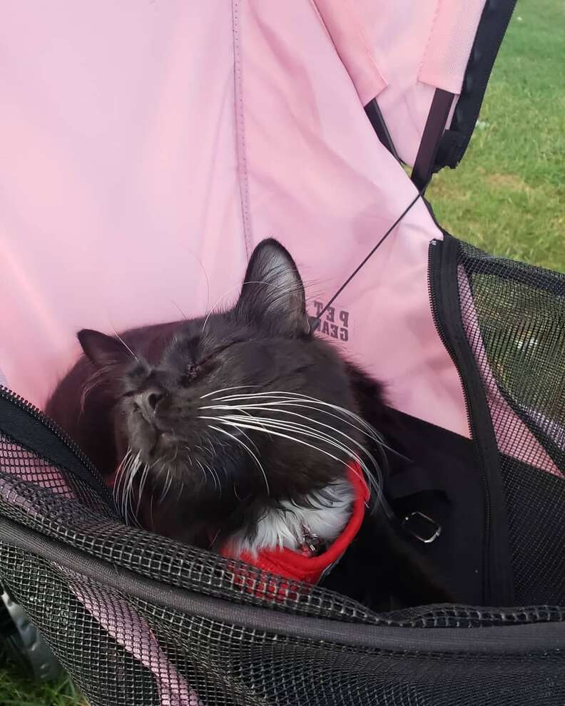 cat in a stroller