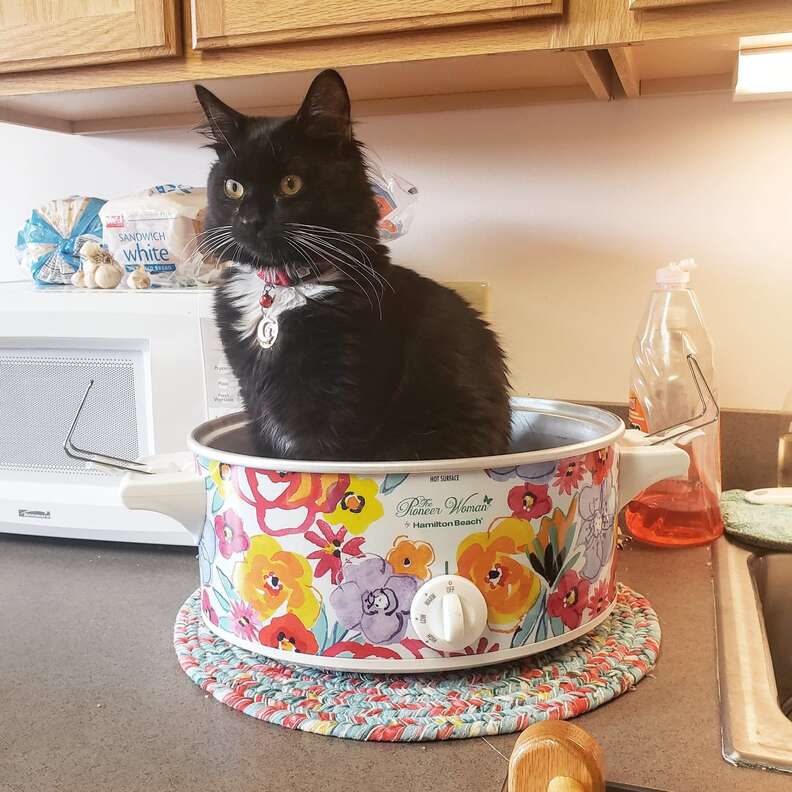 cat in the kitchen