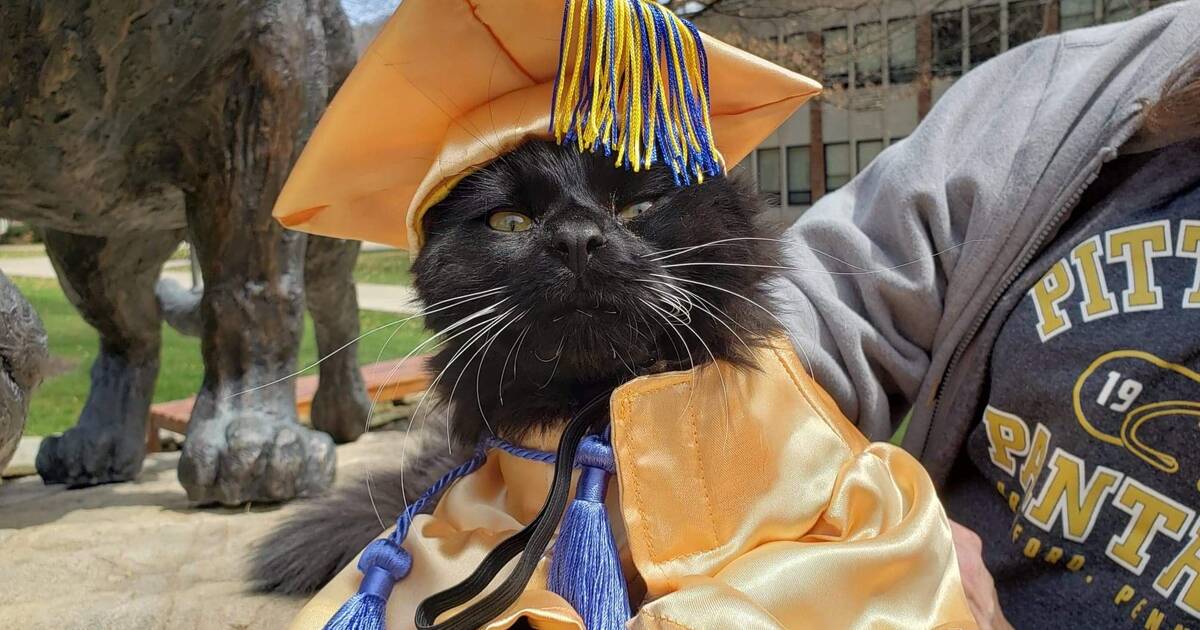 Cat best sale graduation outfit