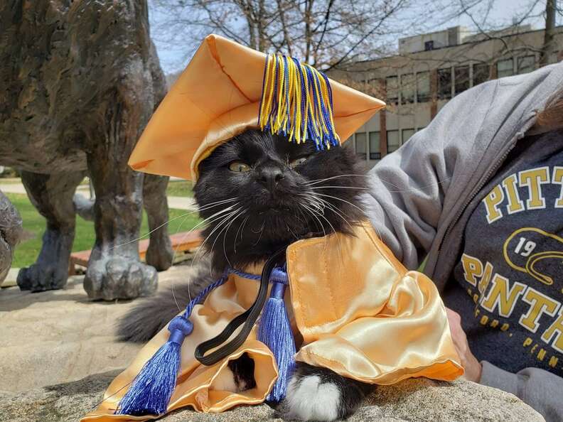 cat graduation