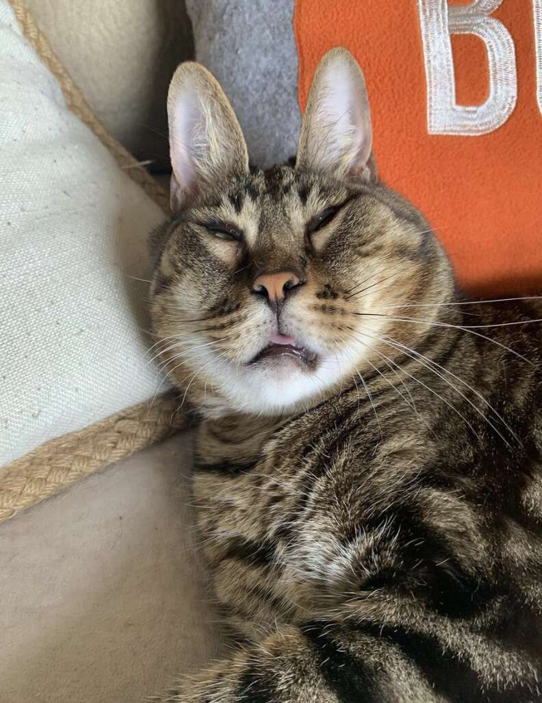 Special Needs Cat Looks Like A Bunny - The Dodo