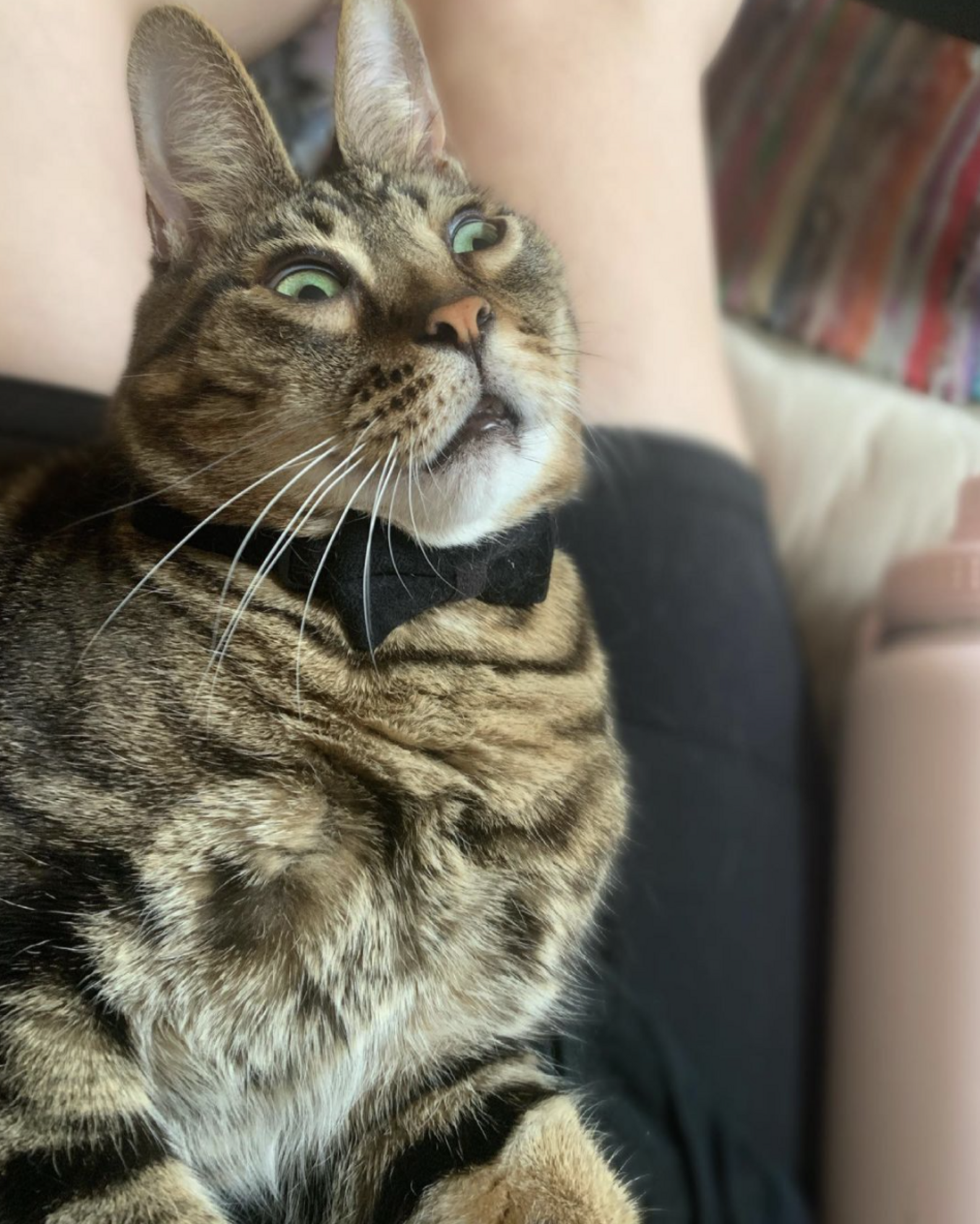 Special Needs Cat Looks Like A Bunny - The Dodo