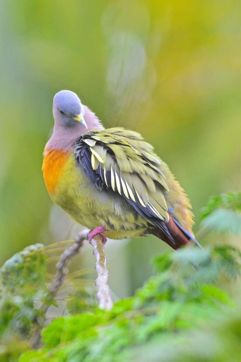 A Rainbow Pigeon Does Exist And He s Magical The Dodo