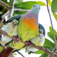 A Rainbow Pigeon Does Exist And He's Magical