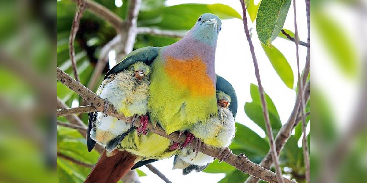 A Rainbow Pigeon Does Exist And He S Magical The Dodo