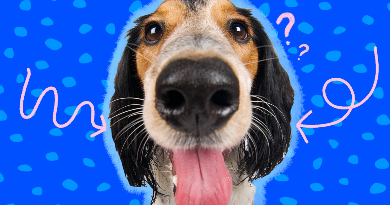 Why Do Dogs Have Whiskers? DodoWell The Dodo