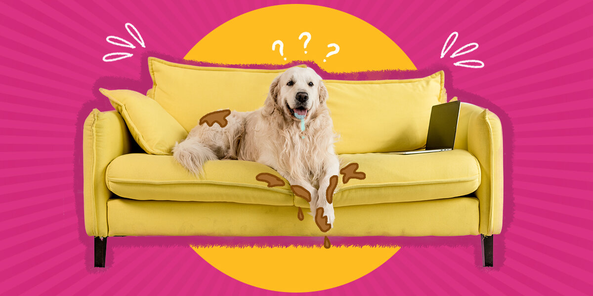 How To Keep Dogs Off Furniture DodoWell The Dodo   Crop;;webp=auto;jpeg Quality=85 