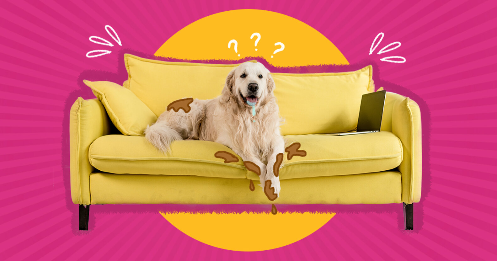 How To Keep Dogs Off Furniture DodoWell The Dodo