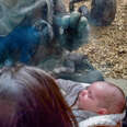 Zoo Gorilla Brings Her Baby To Meet Mom And Newborn On Other Side Of Glass